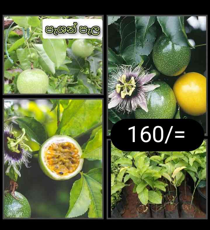 Fruits and flower plants