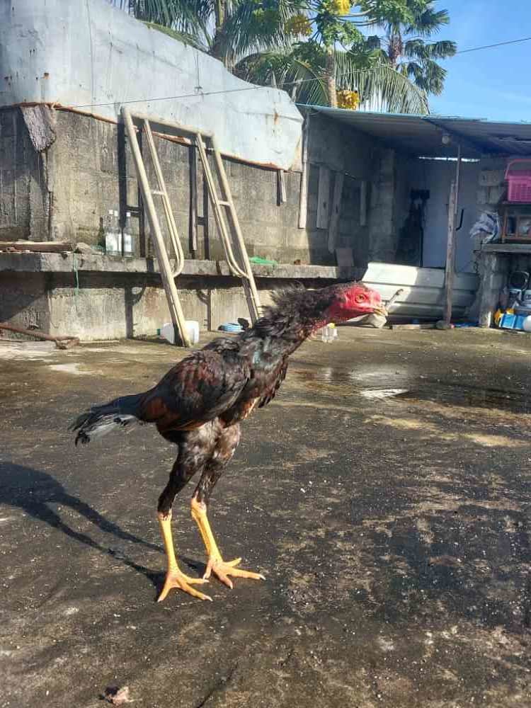 Koli rooster