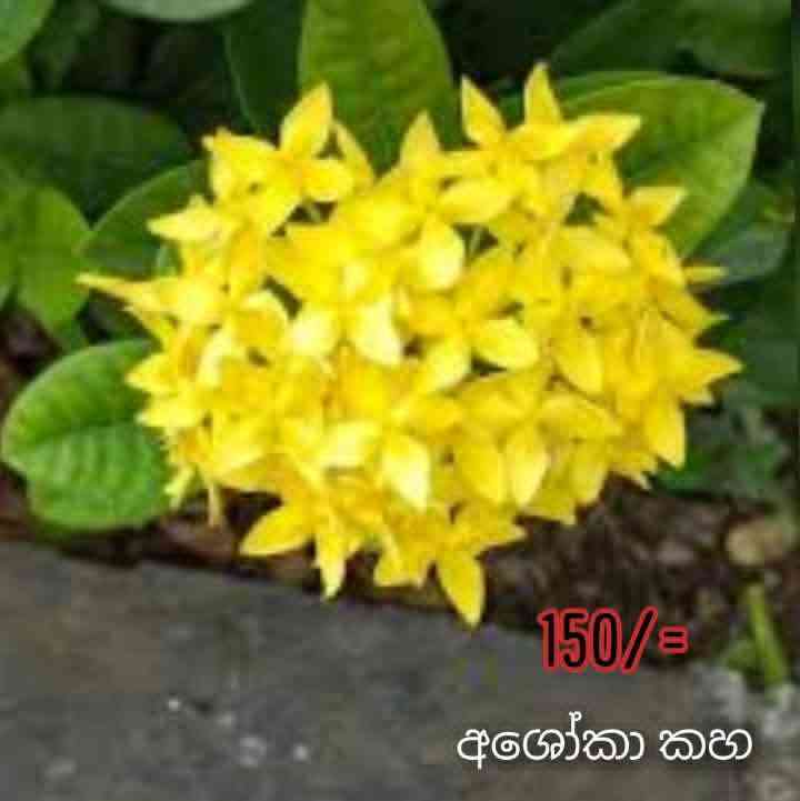 Fruits and flower plants