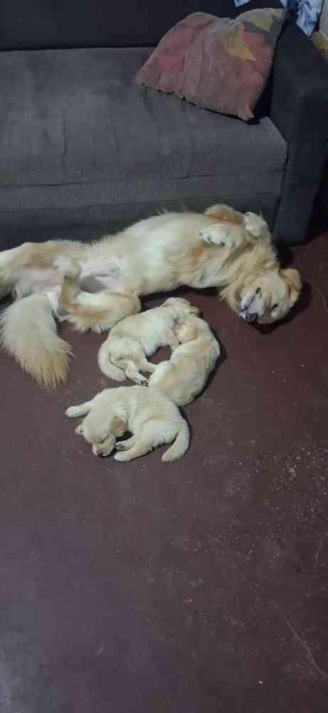 Golden retriever