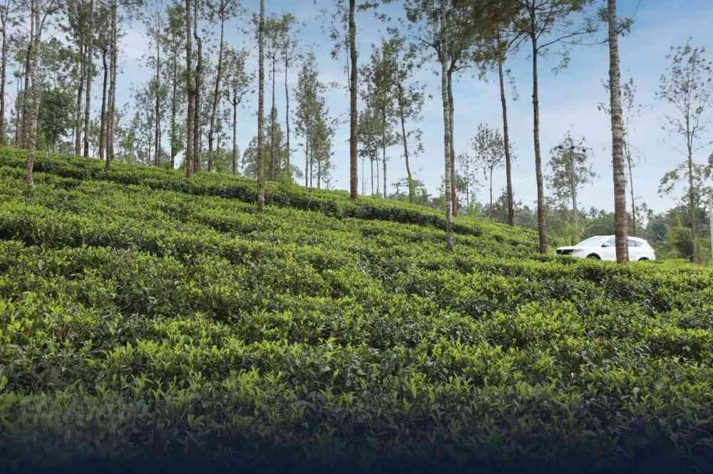 Nuwara eliya villa among mountains of mist