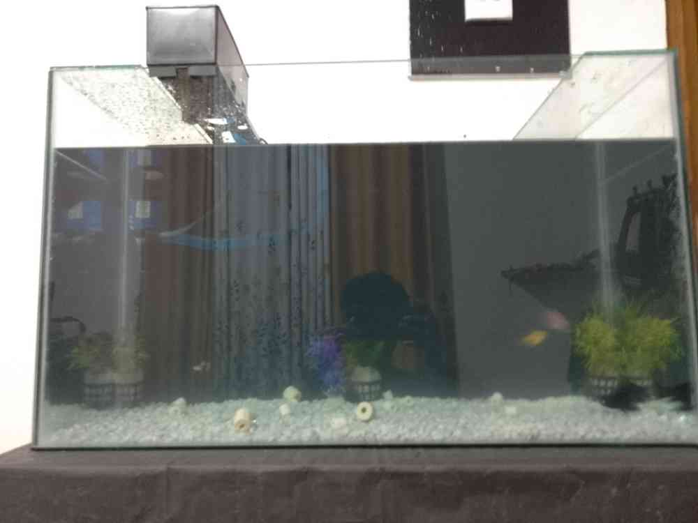 Fish tank